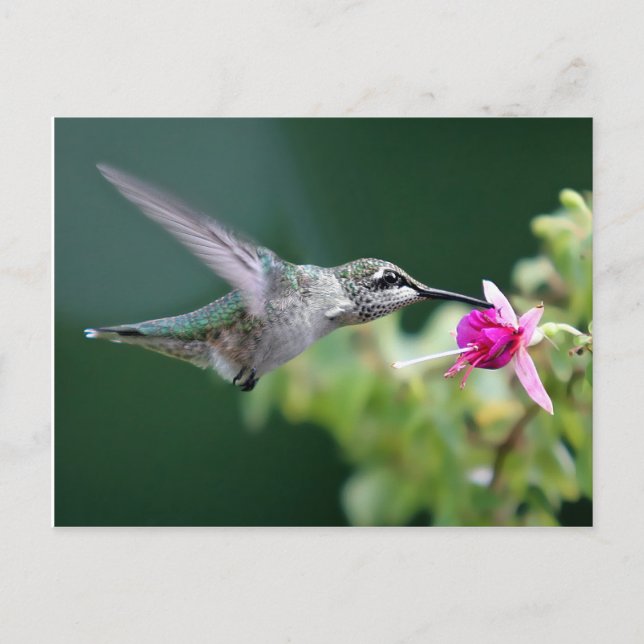 Postal Hovering Hummingbird (Anverso)
