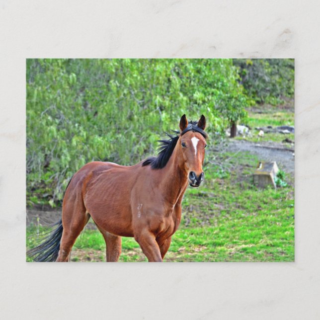 Postal Howdy 2 (Anverso)