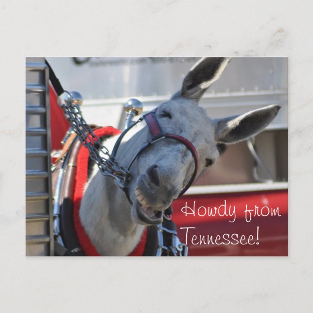 Postal Howdy de Tennessee Mule Postcard (Anverso)