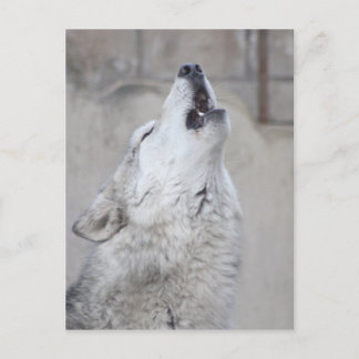 Postal Howling Gray Wolf