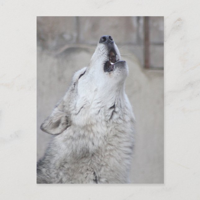 Postal Howling Gray Wolf (Anverso)