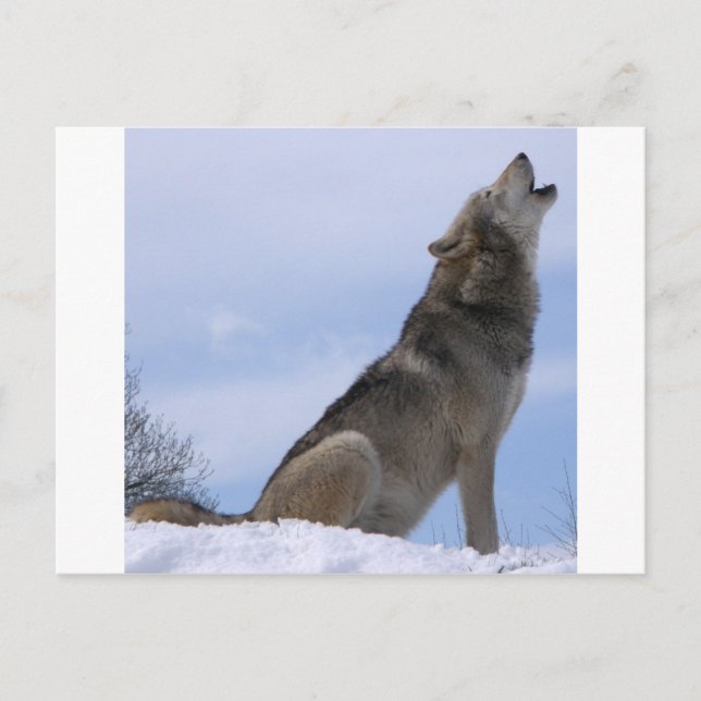 Postal Howling Wolf (Anverso)