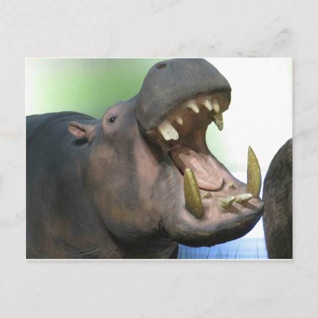 Postal Hppo (Anverso)