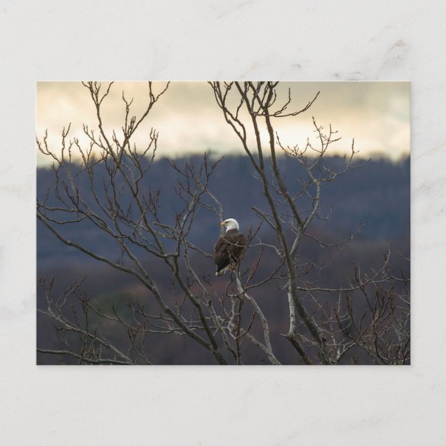 Postal Hudson Valley Eagle (Anverso)