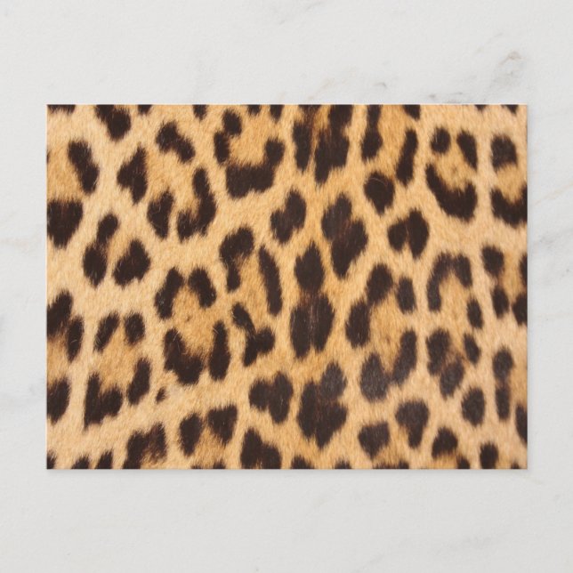 Postal huella de leopardo de safari salvaje de moda girly (Anverso)