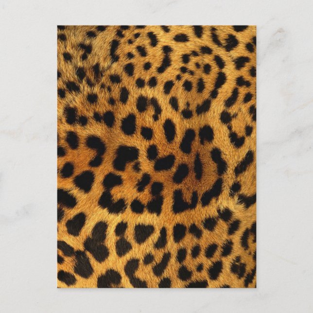 Postal huella de leopardo salvaje de animales salvajes ch (Anverso)