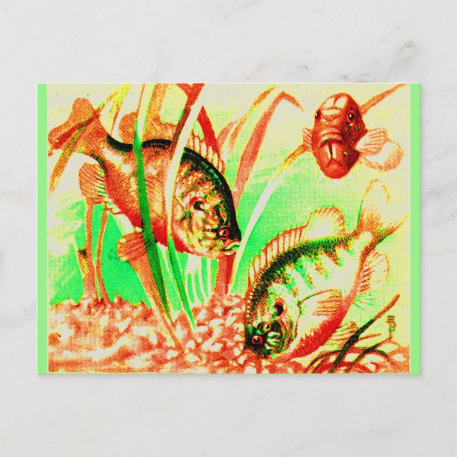 Postal huella de sol de agua dulce (Anverso)