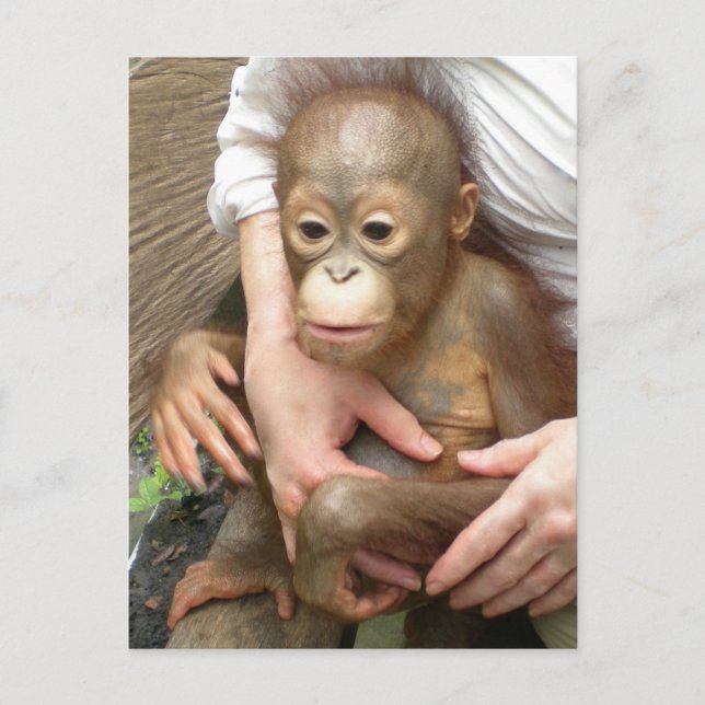 Postal Huérfanos Animales (Anverso)