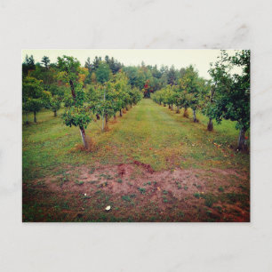 Postal huerto de manzanas Cider Flats Hinckley Minnesota