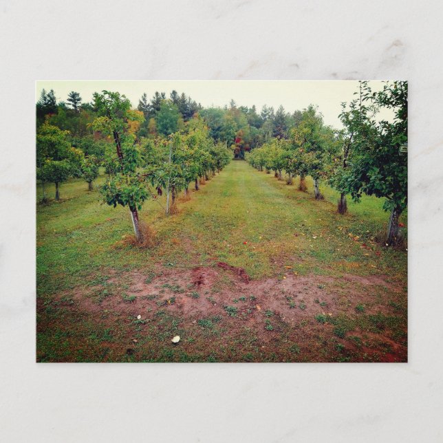 Postal Huerto de manzanas de Cider Flats Hinckley Minneso (Anverso)