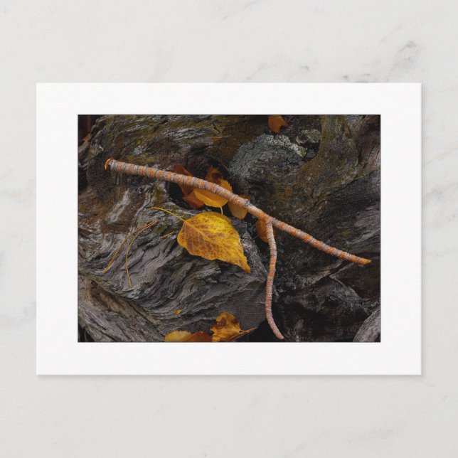 Postal "Hueso altivo" (Anverso)