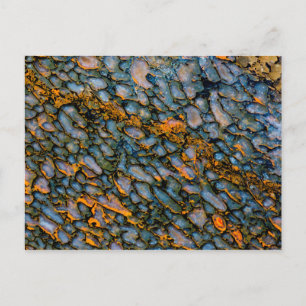 Postal Hueso de dinosaurio Petrificado