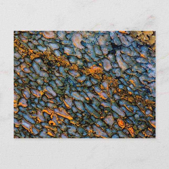 Postal Hueso de dinosaurio Petrificado (Anverso)