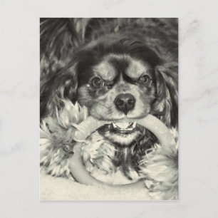 Postal Hueso para morder Cavalier King Charles Spaniel