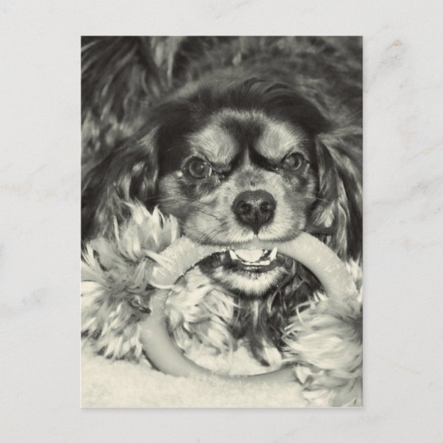 Postal Hueso para morder Cavalier King Charles Spaniel (Anverso)