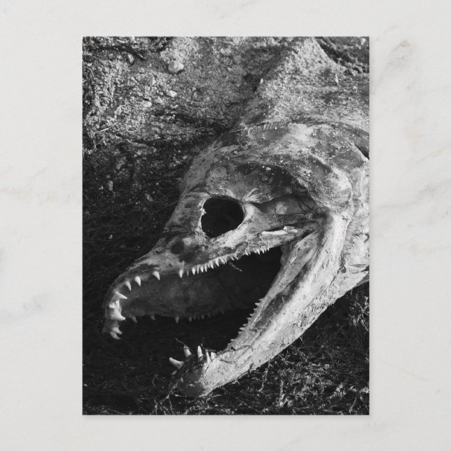 Postal Huesos De Cabeza De Pescado Rotativo (Anverso)