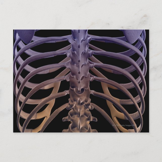 Postal Huesos de la espalda (Anverso)
