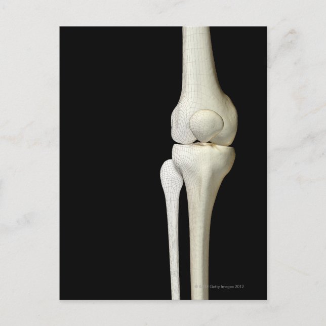 Postal Huesos de la rodilla 4 (Anverso)