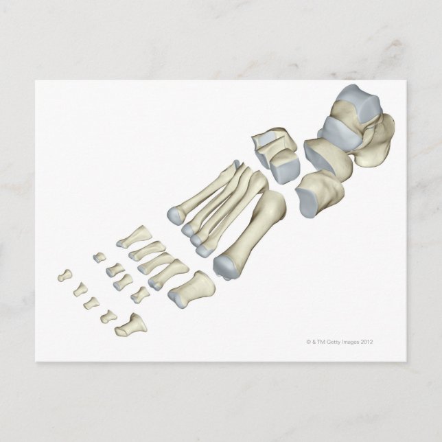 Postal Huesos de los pies 9 (Anverso)