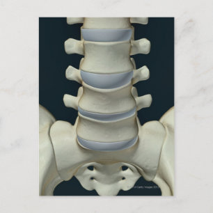 Postal Huesos de Lumbar Vertebrae 2