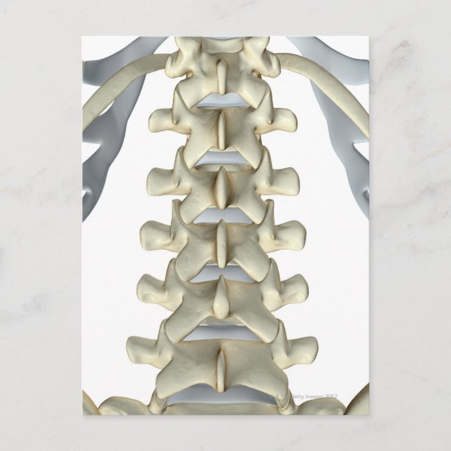 Postal Huesos de Vertebrae Lumbar (Anverso)