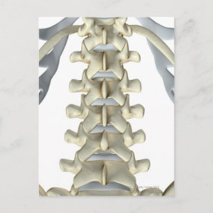 Postal Huesos de Vertebrae Lumbar