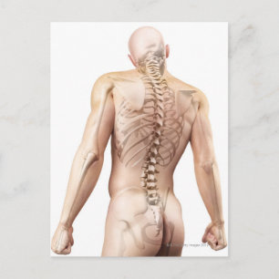 Postal Huesos del cuerpo superior 2