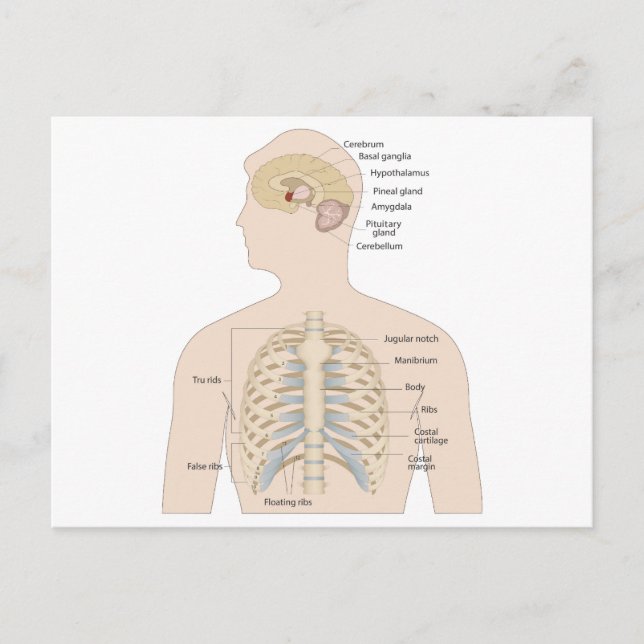 Postal Huesos del pecho humano (Anverso)