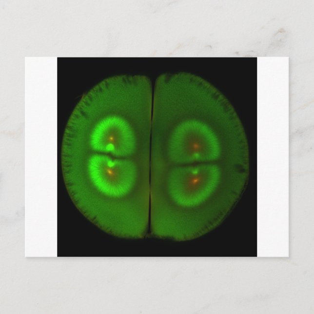 Postal Huevo de rana fertilizada (Anverso)