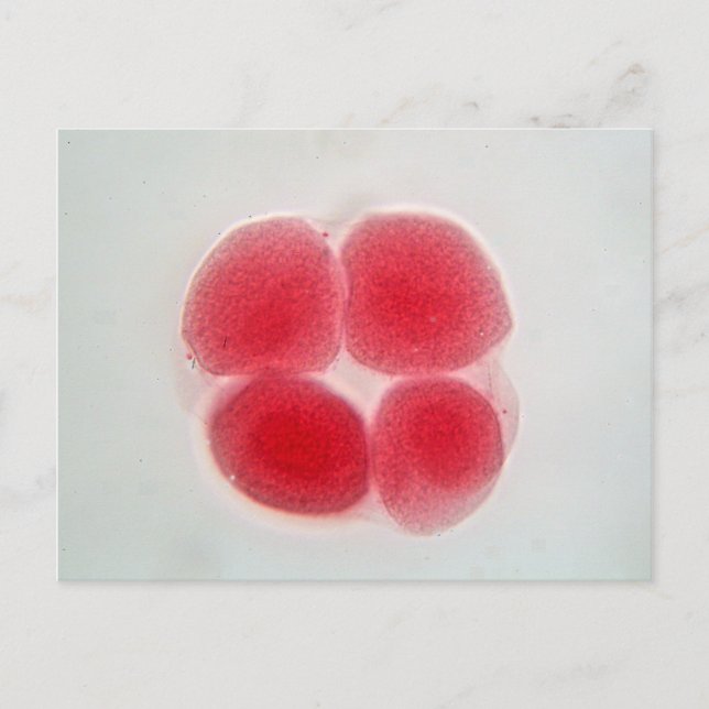 Postal Huevo fertilizado bajo el microscopio (Anverso)