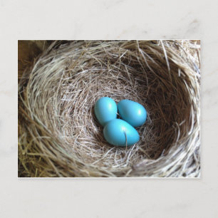 Postal Huevos azules