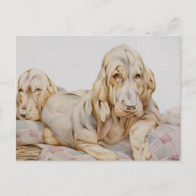 Postal Huevos blancos, perros cachorros de EJ Detmold (Anverso)