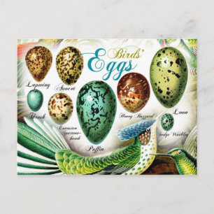 Postal Huevos de pájaros coloridos