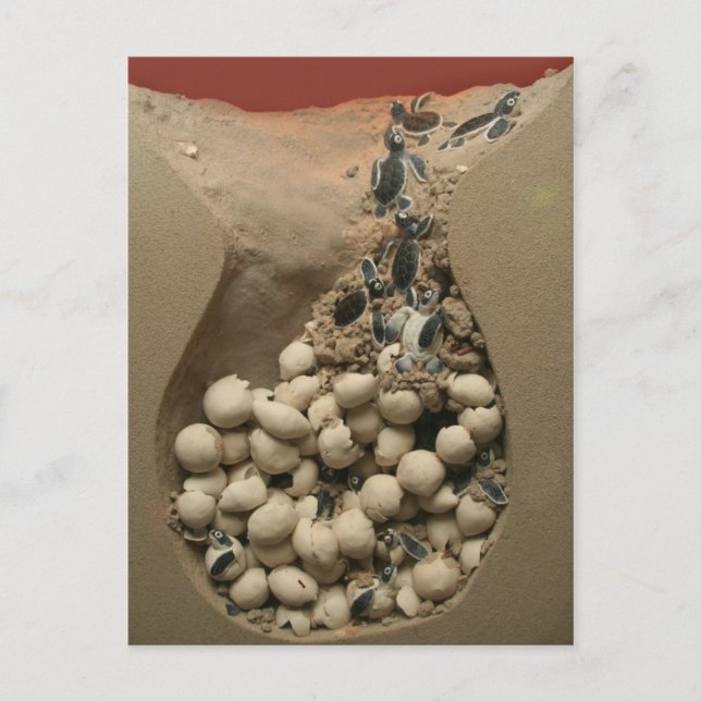 Postal Huevos de tortuga bebé (Anverso)