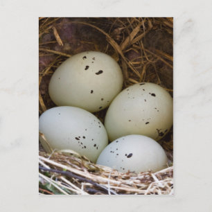 Postal Huevos Finch Y Nest