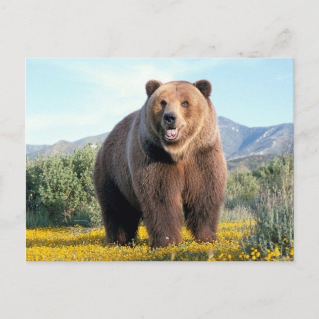 Postal Huge Brown Bear (Anverso)