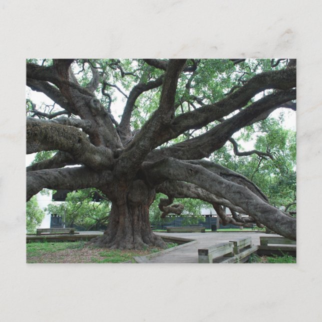 Postal HUGE Oak Tree Jacksonville Florida (Anverso)