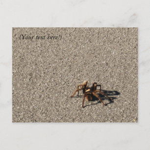 Postal HuGe sPiDeR II
