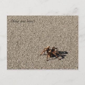 Postal HuGe sPiDeR II