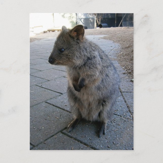 Postal "Huggs en Australia: Un Cuerdo Quokka Gris (Anverso)