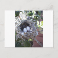 Huggs Hummingbird