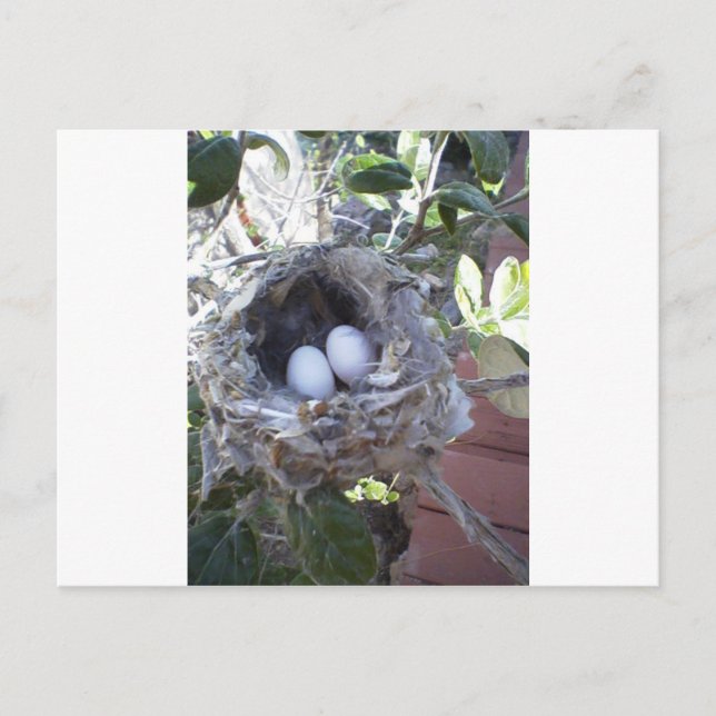 Postal Huggs Hummingbird (Anverso)