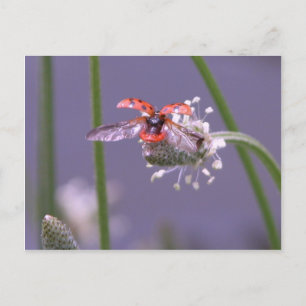 Postal Huir lejos de casa