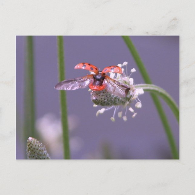 Postal Huir lejos de casa (Anverso)