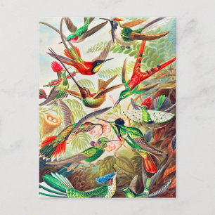 Postal Humanidades de 1904