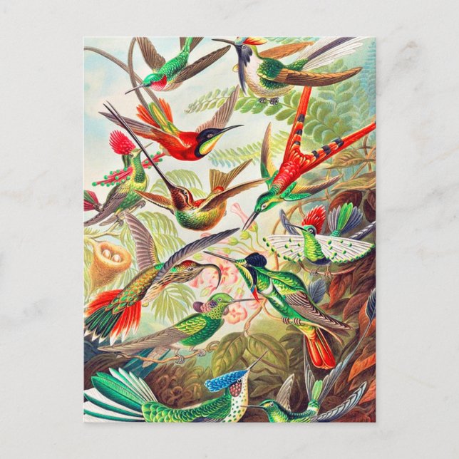 Postal Humanidades de 1904 (Anverso)