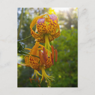 Postal Humboldt Lilies Sunburst