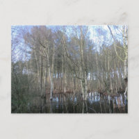 Humedales en el bosque de Delamere