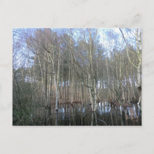 Postal Humedales en el bosque de Delamere
