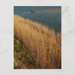 Postal Humedales, Essex, Inglaterra - Postcard